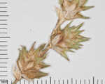 Tissue sedge